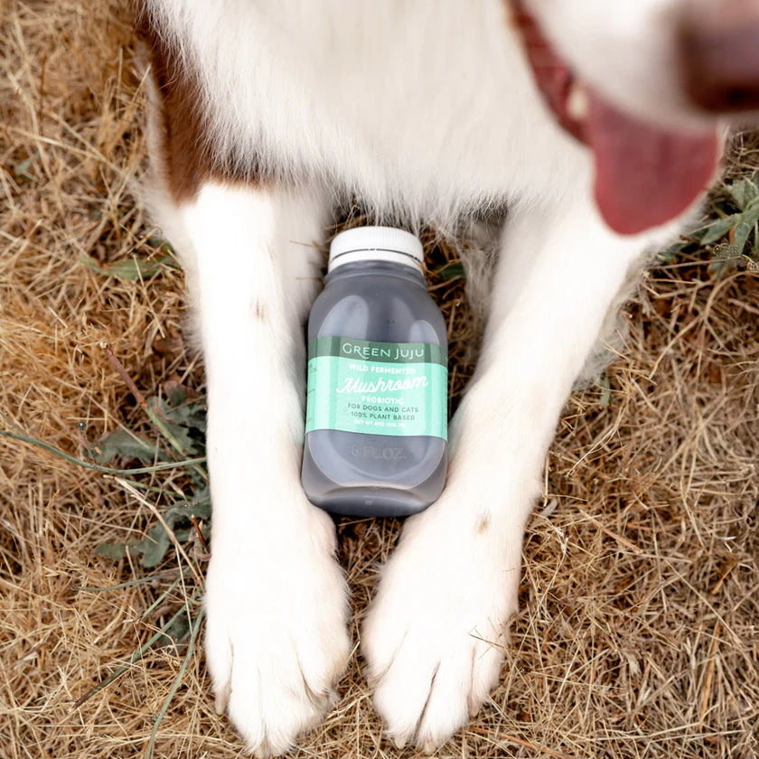Green Juju Wild Fermented Mushroom Probiotic