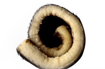 QT Dog Water Buffalo Hairy Rolls - Jumbo